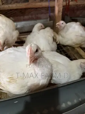 Broiler Chicken for Sell
