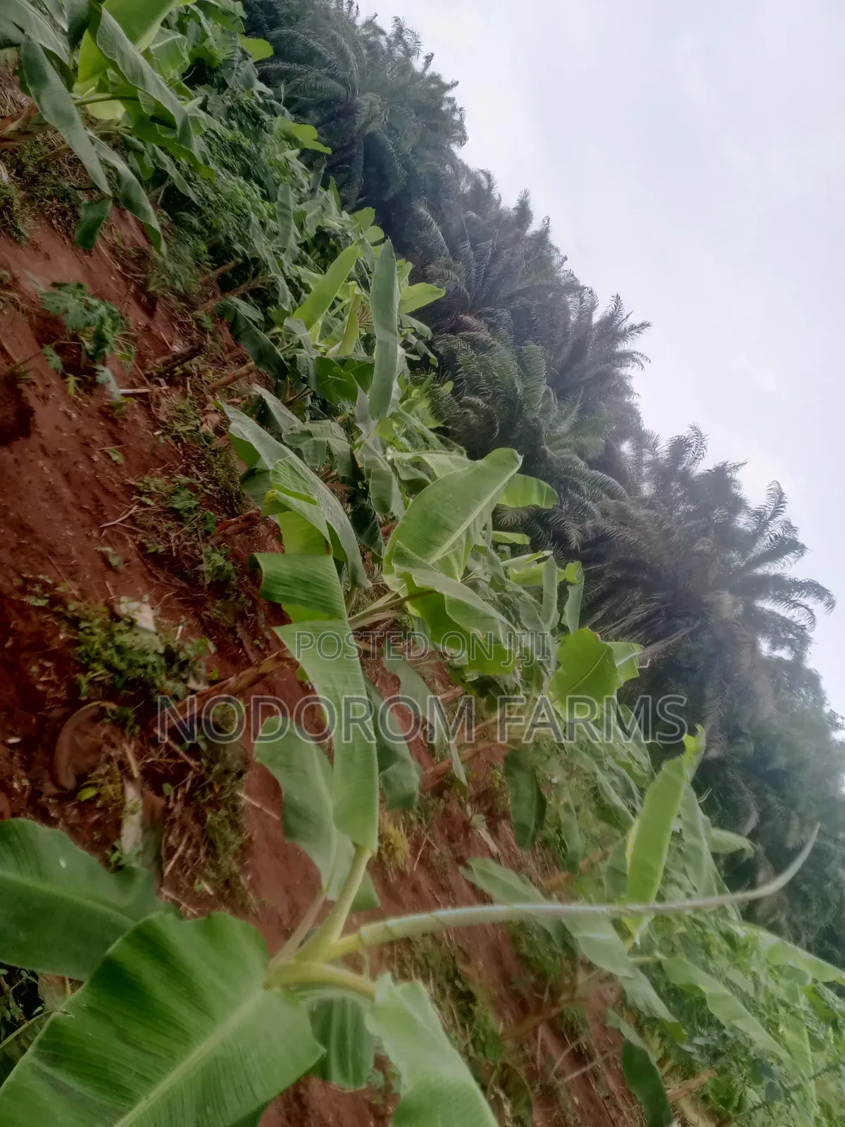 Plantain Suckers