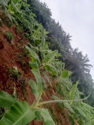 Plantain Suckers
