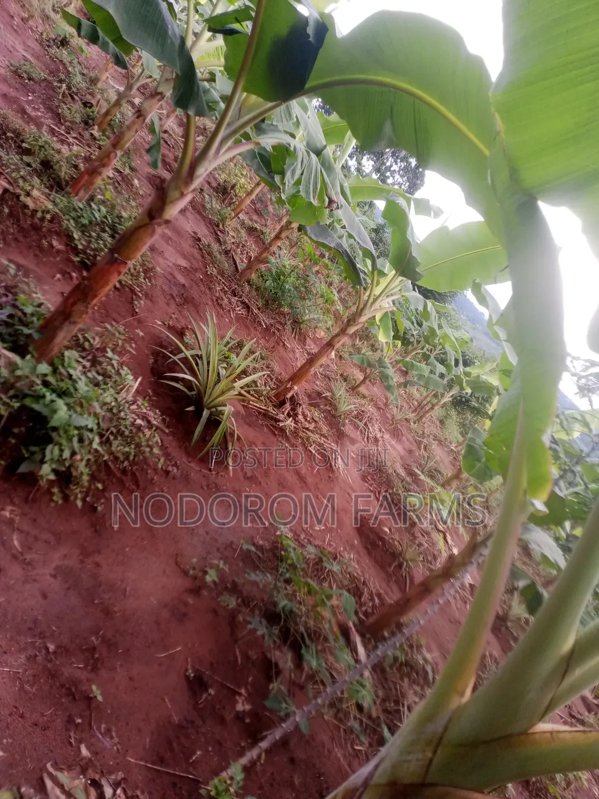 Plantain Suckers