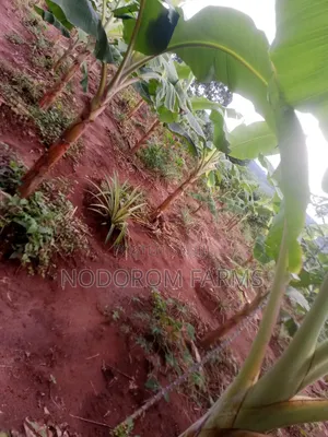 Plantain Suckers