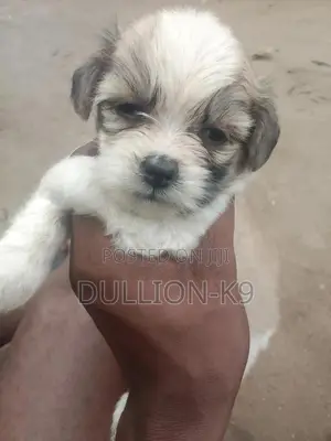 1-3 months Female Purebred Lhasa Apso