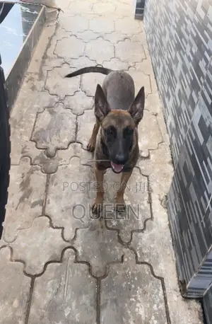 6-12 months Male Purebred Belgian Malinois