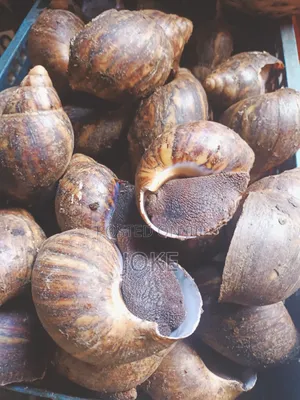 Premium Snails Sales for June