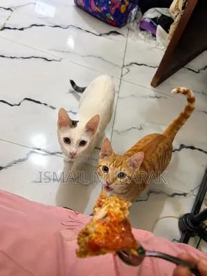 3-6 months Male Purebred American Shorthair