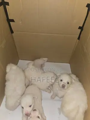 1-3 months Male Purebred American Eskimo