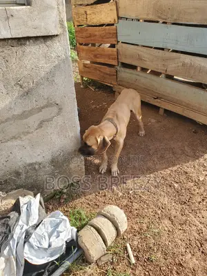 1+ year Male Purebred Boerboel