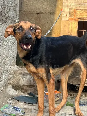 6-12 months Female Purebred German Shepherd