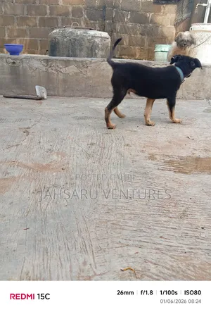 1-3 months Male Purebred German Shepherd