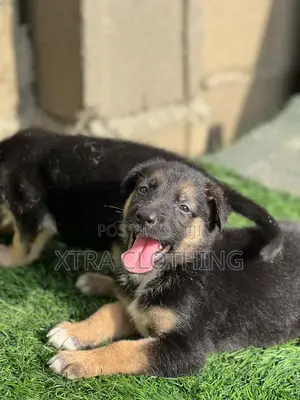 1-3 months Female Purebred German Shepherd