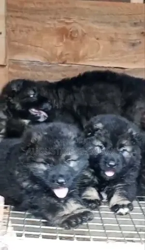 1-3 months Male Purebred Caucasian Shepherd