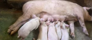 Hybrid Piglet