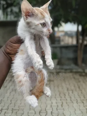 1-3 months Male Purebred Tabby