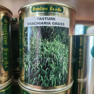 Brachiaria Grass Seeds