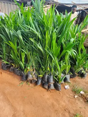 Malaysia Supergene Palm Seedling
