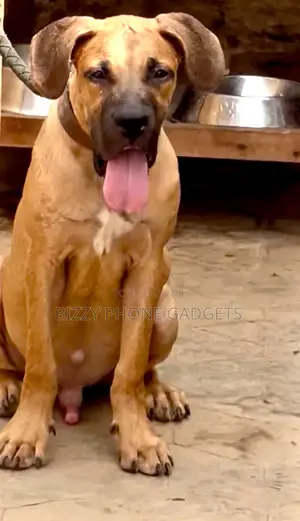 6-12 months Male Purebred Boerboel