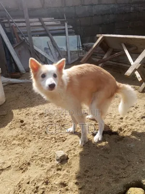 1+ year Female Mixed Breed Chihuahua