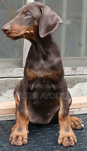 1-3 months Female Purebred Doberman Pinscher