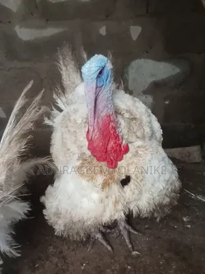 Animals and Poultry