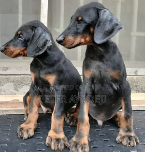 1-3 months Male Purebred Doberman Pinscher
