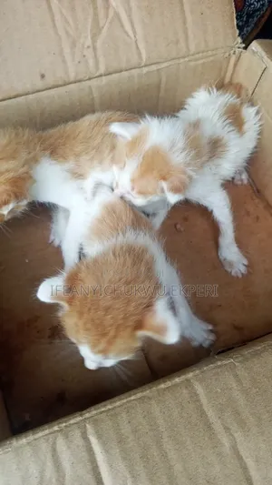 0-1 month Female Purebred Tabby