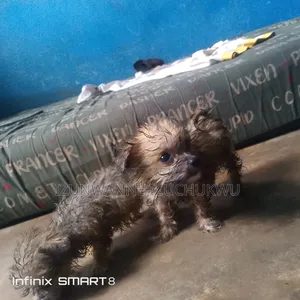 1-3 months Female Purebred Lhasa Apso