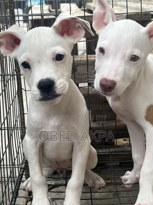 1-3 months Female Purebred American Bully