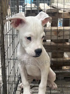 1-3 months Female Purebred American Bully