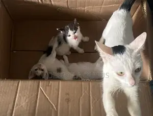 1-3 months Male Purebred American Shorthair