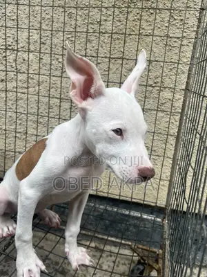 1-3 months Female Purebred American Pit Bull Terrier
