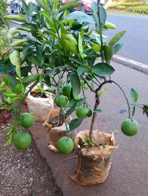 Hybrid Dwarf Sweet Orange Seedlings