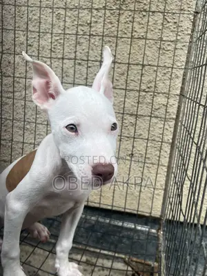 1-3 months Female Purebred American Pit Bull Terrier
