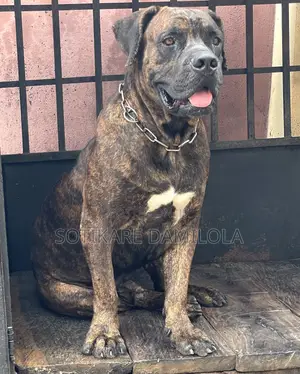 1+ year Male Purebred Boerboel