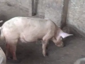 2 Female Chinese Pig for Sale