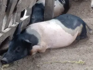 2 Female Chinese Pig for Sale