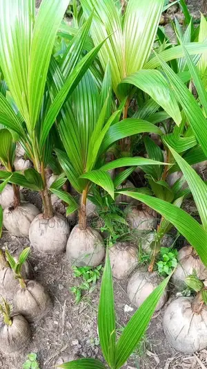 Hybrid Dwarf Coconut Seedling