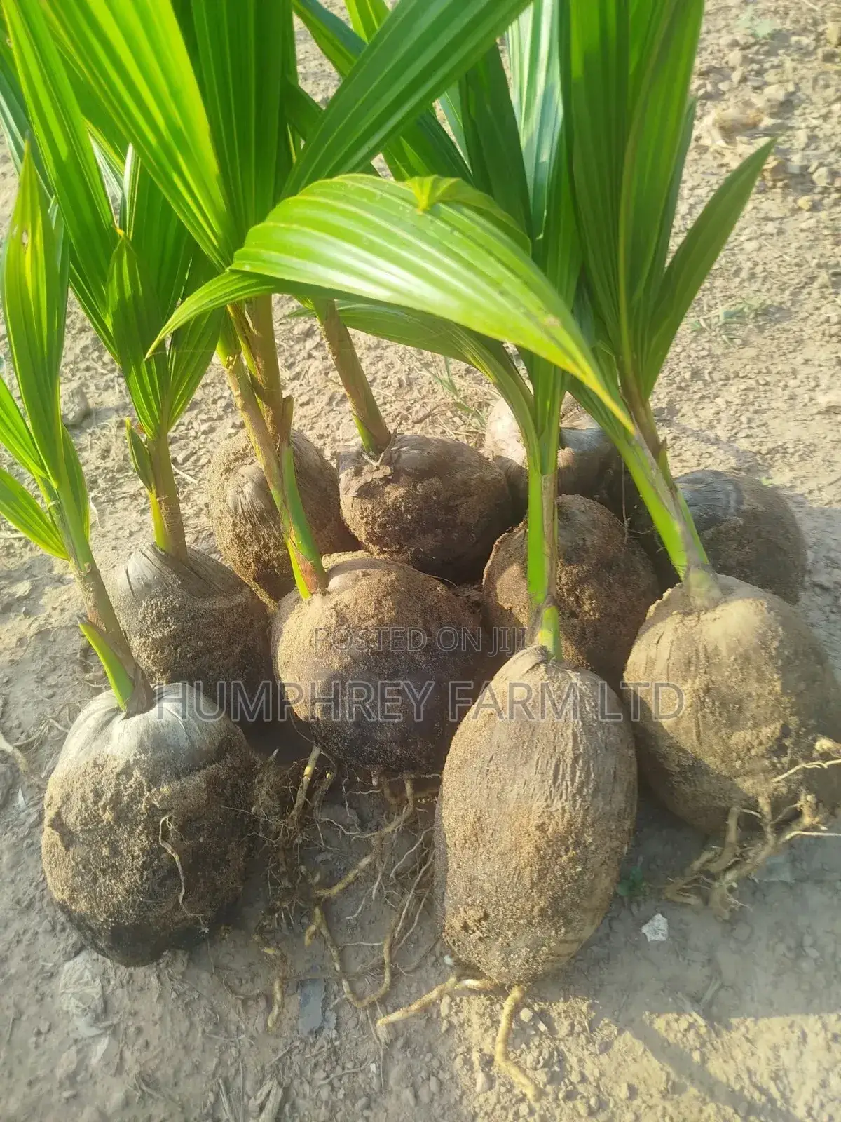 Hybrid Dwarf Coconut Seedling