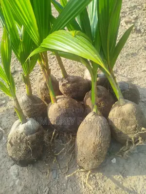 Hybrid Dwarf Coconut Seedling