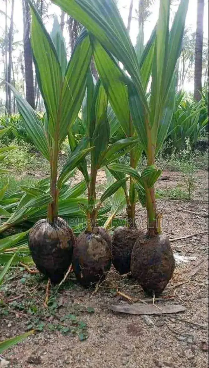 Hybrid Dwarf Coconut Seedling