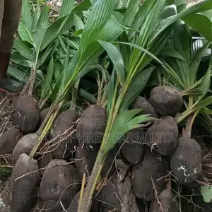 Hybrid Dwarf Coconut Seedling