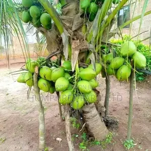 Hybrid Dwarf Coconut Seedling