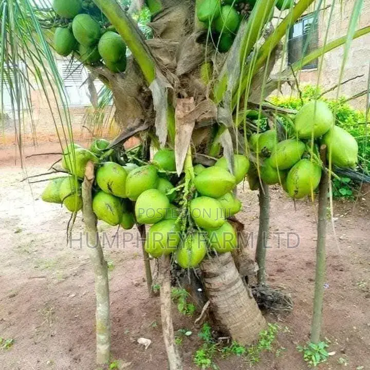 Hybrid Dwarf Coconut Seedling