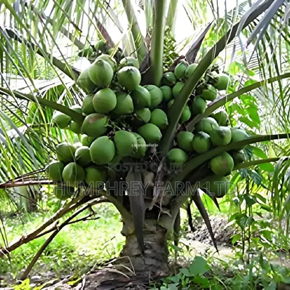 Hybrid Dwarf Coconut Seedling