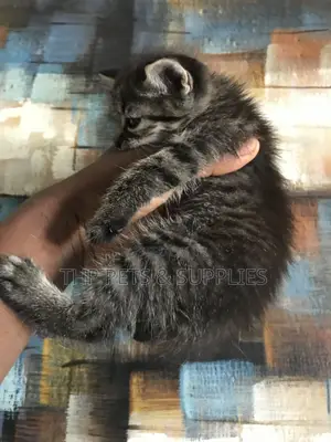 1-3 months Female Mixed Breed Persian