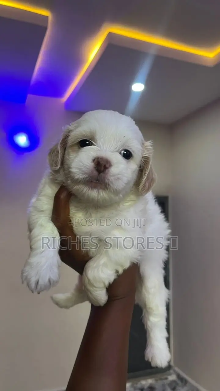 1-3 months Female Mixed Breed Lhasa Apso