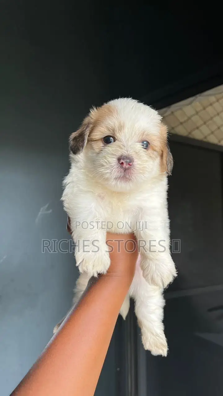 1-3 months Female Mixed Breed Lhasa Apso