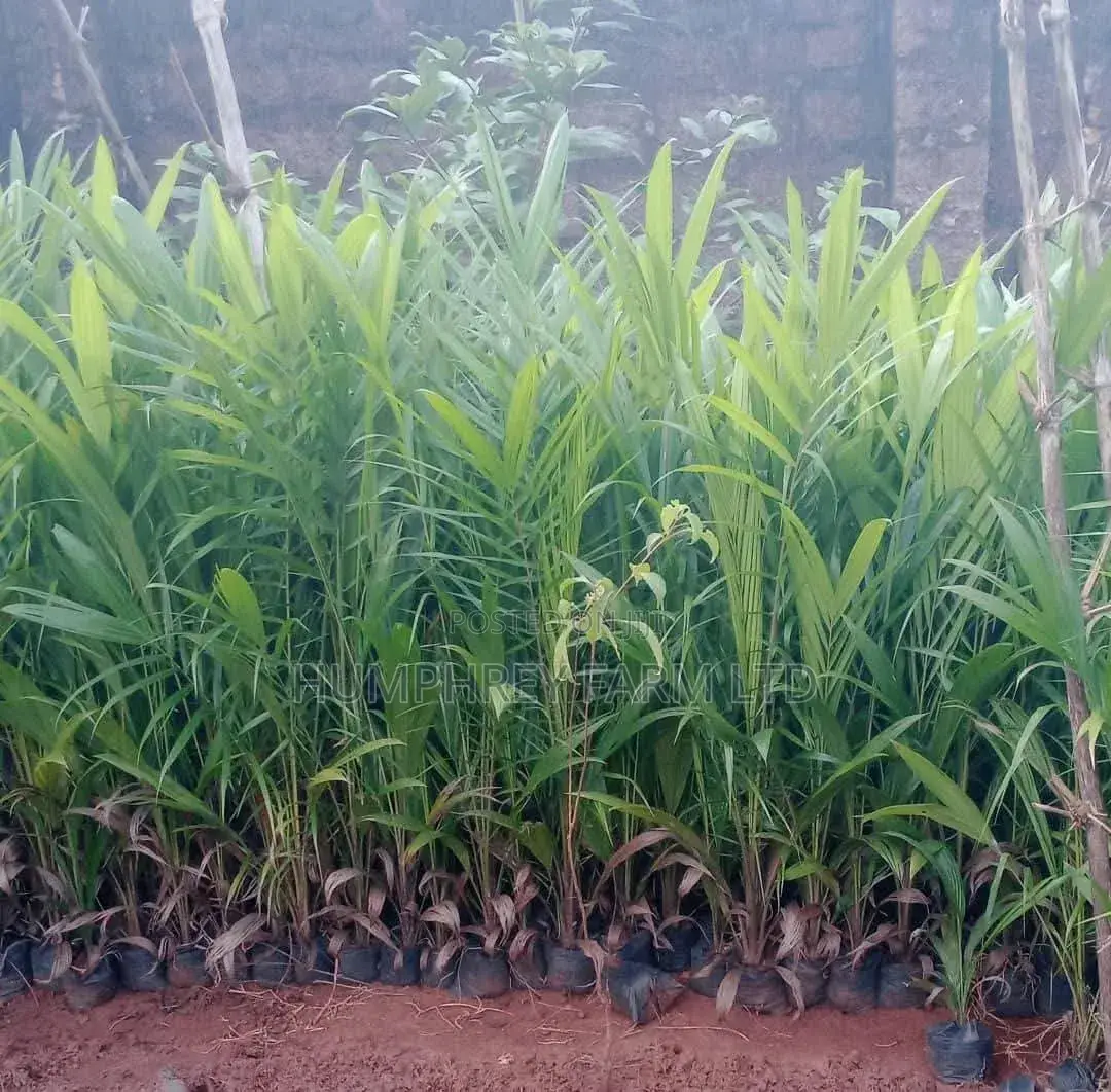 Supergene Palm Seedling