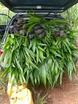 Supergene Palm Seedling
