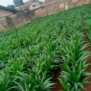 Supergene Palm Seedling