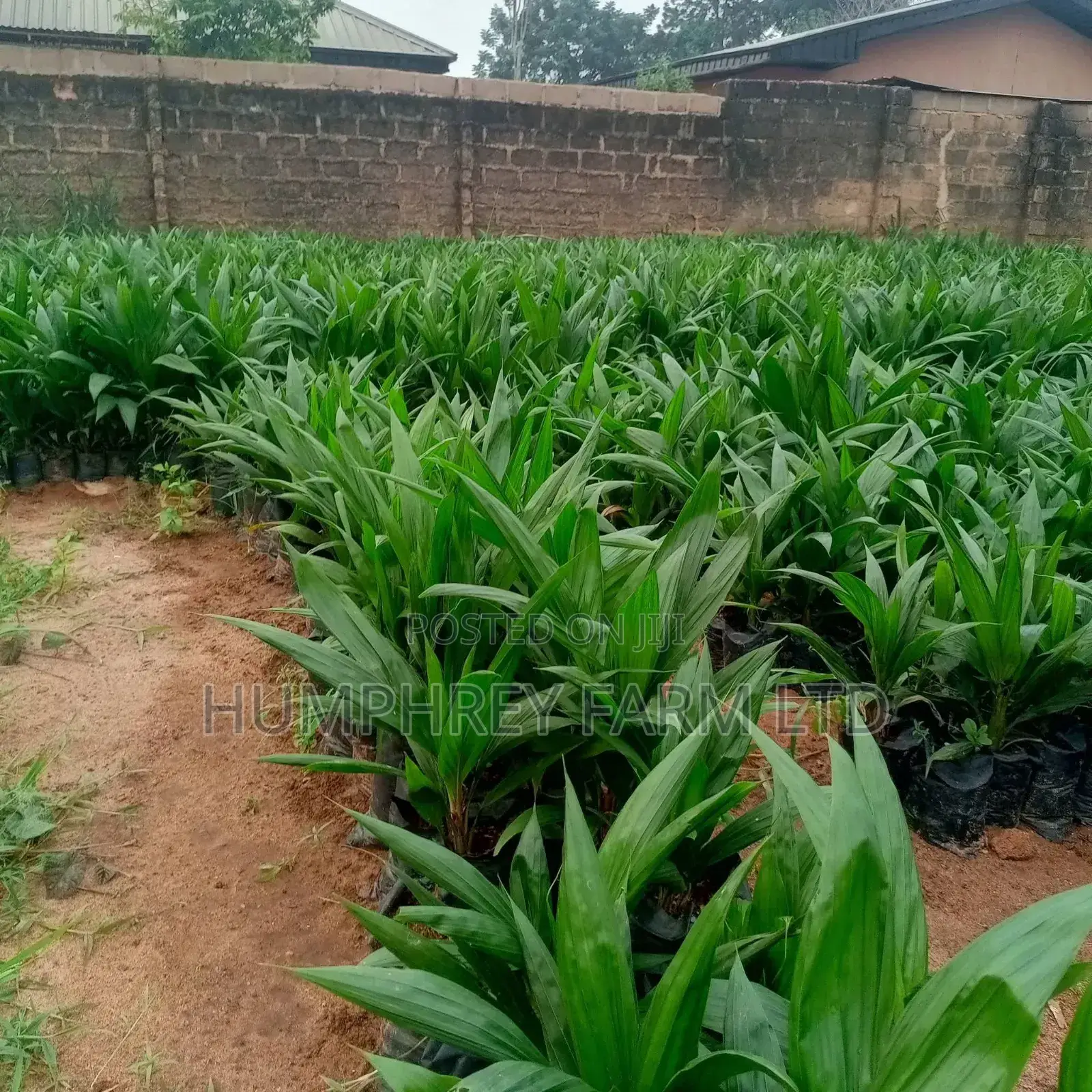 Supergene Palm Seedling